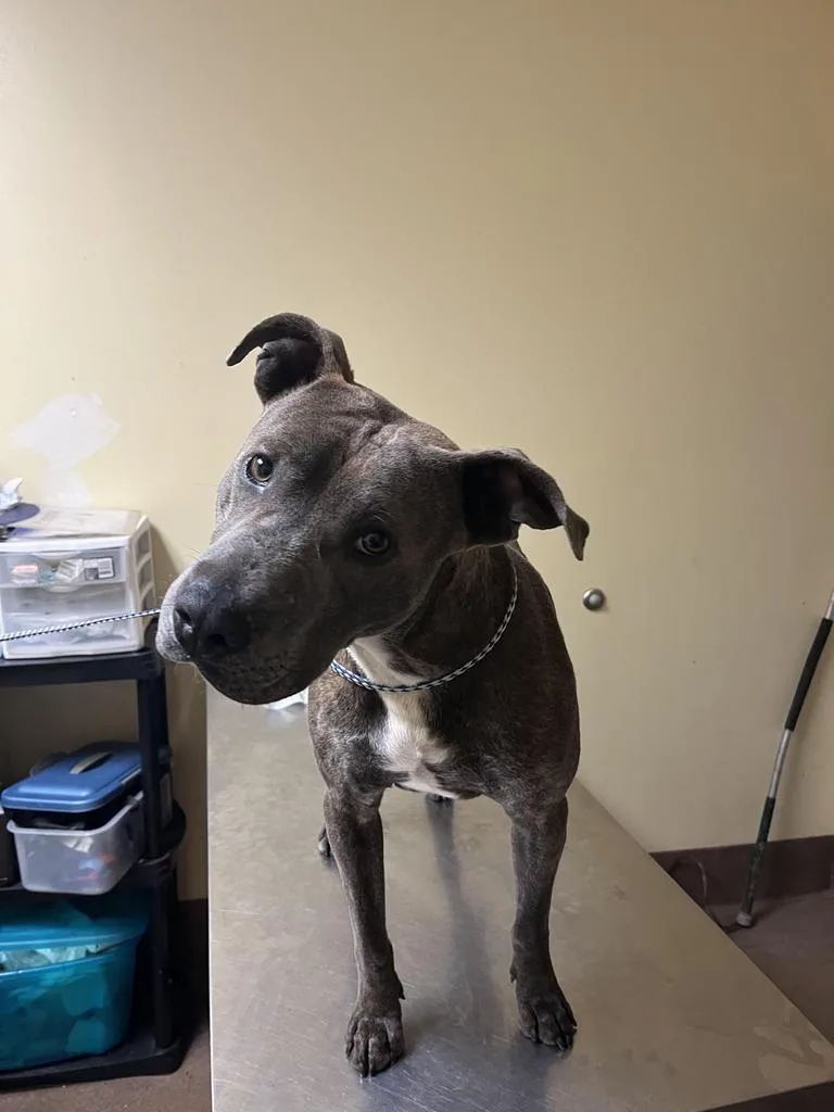 Dr. Kisses thumbnail 6