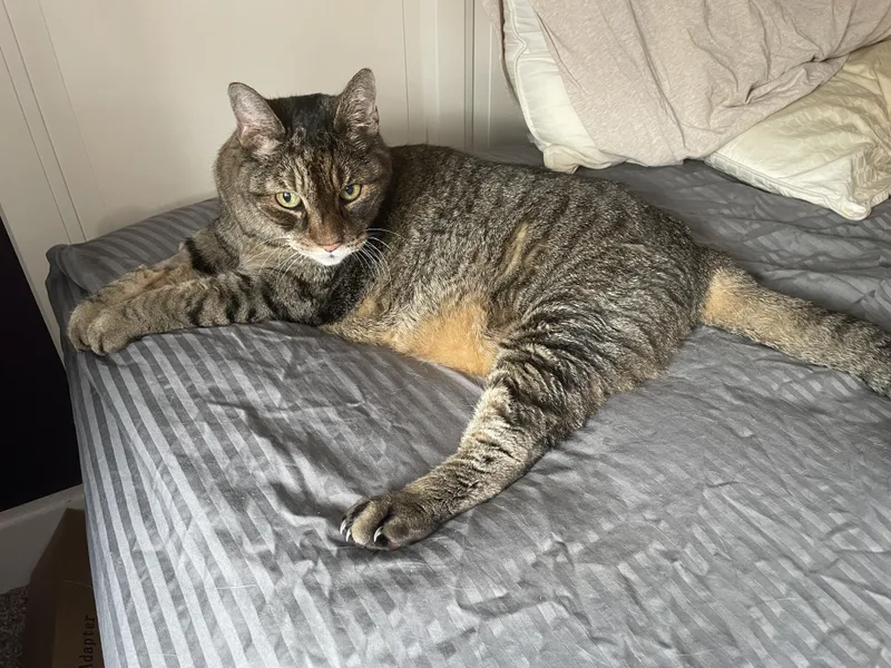 A senior large-sized male Tabby (Brown / Chocolate) Domestic Short Hair cat named Spencer for adoption in Philadelphia, PA