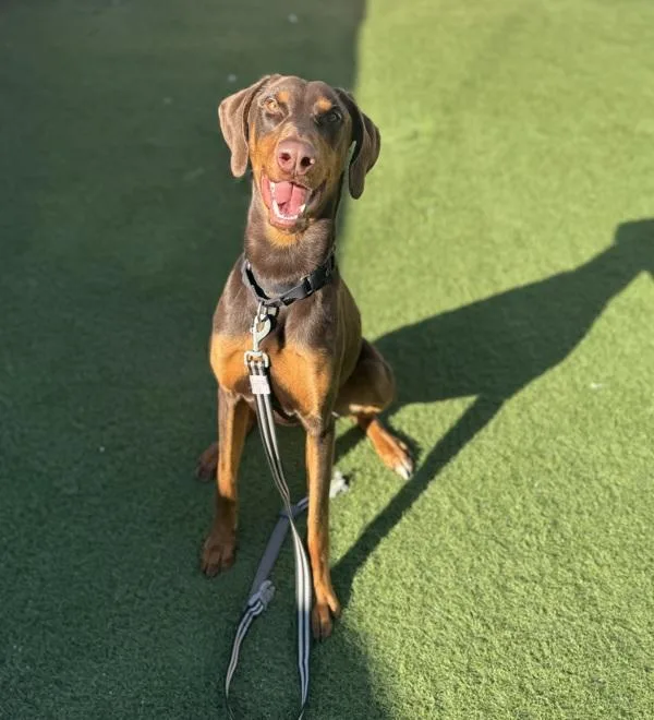 An adult large-sized male Doberman Pinscher dog named Goose for adoption in Oceanside, CA
