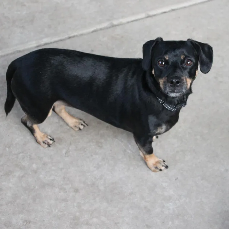 An adult small-sized female Black Dachshund dog named Bada for adoption in St. Peters, MO