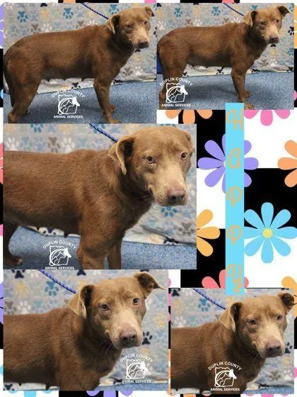 A young large-sized female Retriever dog named Happy for adoption in Kenansville, NC