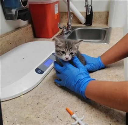 A baby small-sized male Domestic Short Hair cat named Scout for adoption in Albuquerque, NM