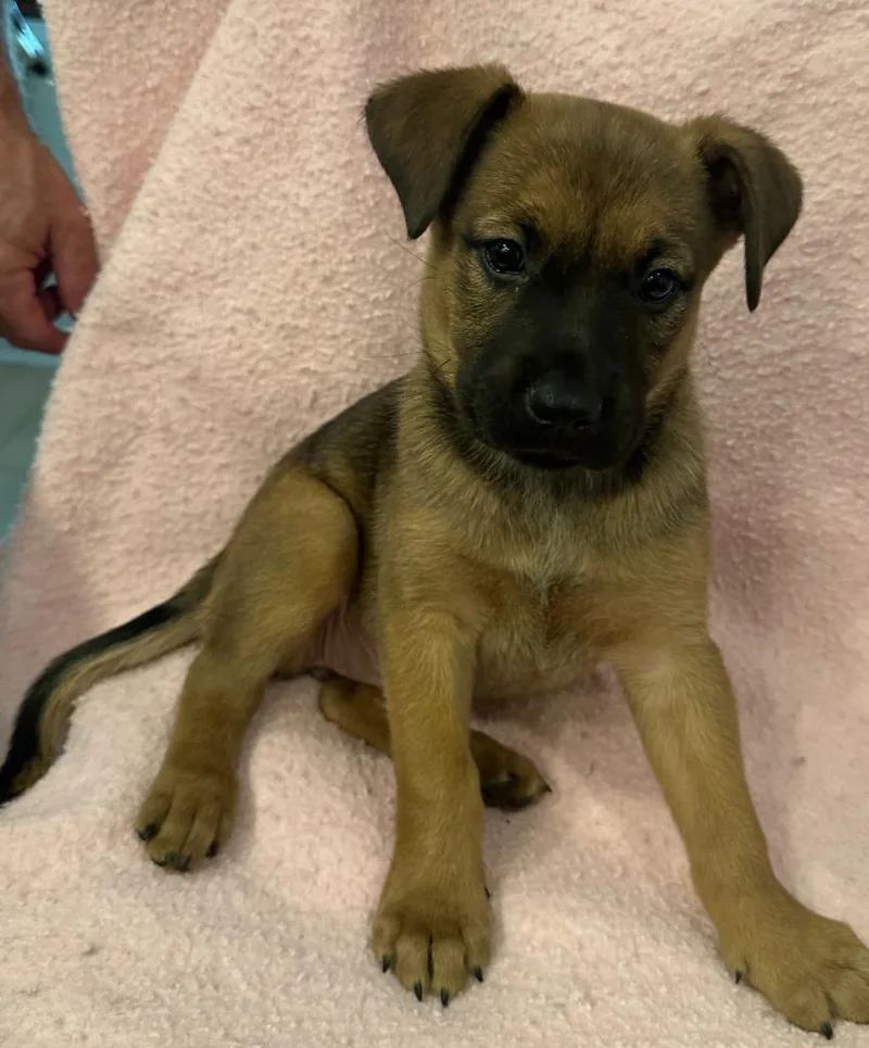 A baby medium-sized female Shepherd dog named Ashley for adoption in Columbia, IL