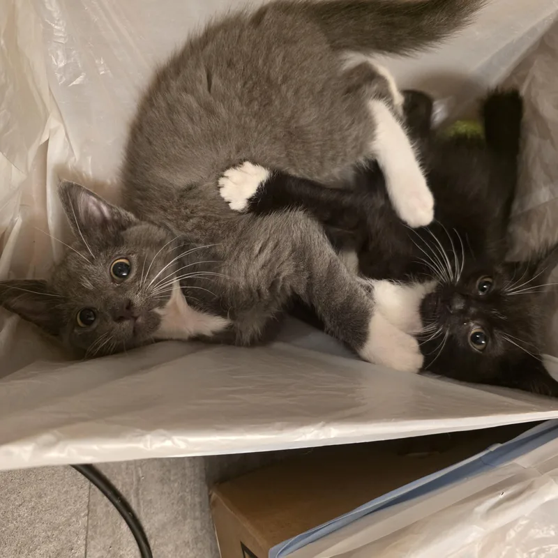 A baby medium-sized female Gray & White Domestic Short Hair cat named Turbo for adoption in Hudsonville, MI