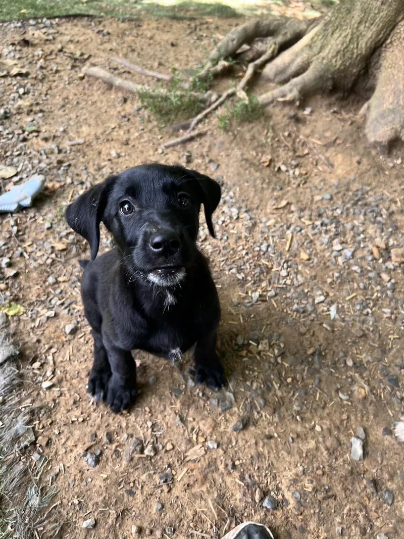 A baby medium-sized female Hound dog named Melody for adoption in Tracy City , TN