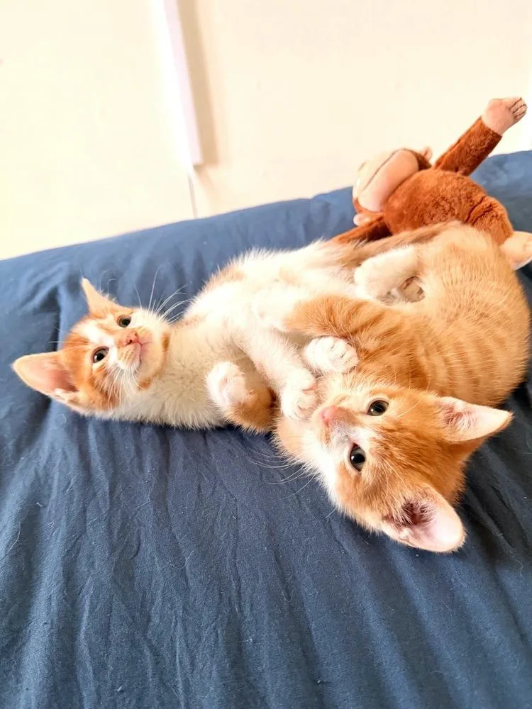 A baby small-sized male Orange & White American Shorthair cat named Theodore And Clifford for adoption in Westwood, NJ