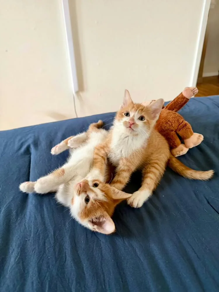 Theodore And Clifford thumbnail 2