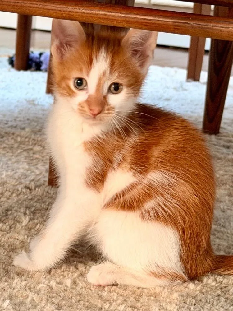 Theodore And Clifford thumbnail 3