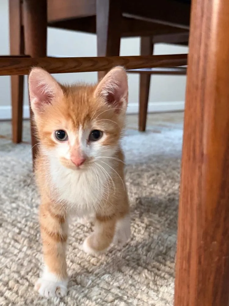 Theodore And Clifford thumbnail 4