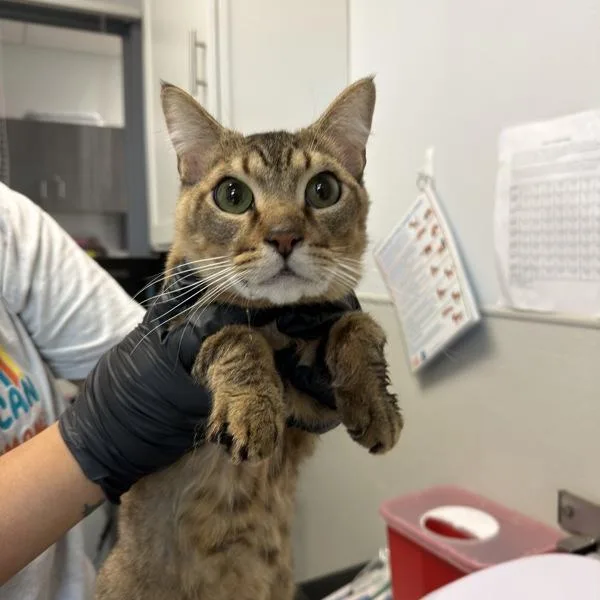A senior medium-sized male Domestic Short Hair cat named Ivan for adoption in San Diego, CA