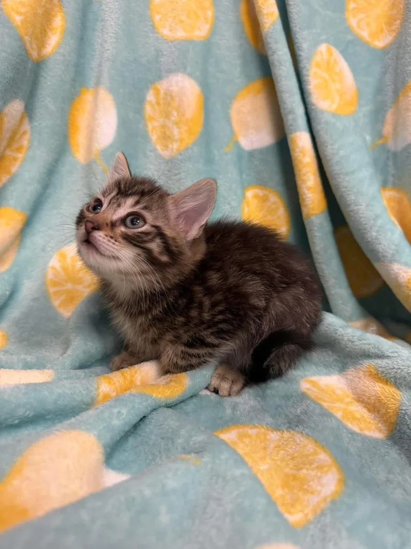 A young small-sized male Tabby (Brown / Chocolate) Domestic Short Hair cat named Steven for adoption in Freeport, NY