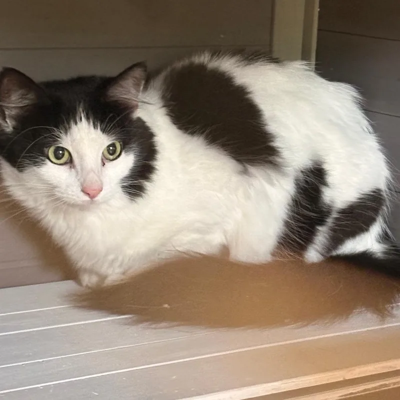 A young medium-sized female Black Domestic Long Hair cat named Nola Laney for adoption in St. Louis, MO