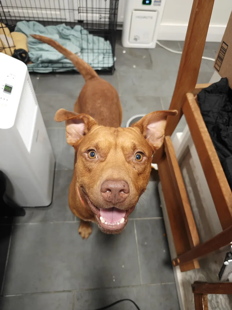 An adult large-sized male Red / Chestnut / Orange Bloodhound dog named Rusty for adoption in Houston, TX