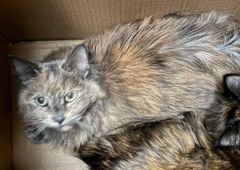 An adult medium-sized female Tortoiseshell Domestic Short Hair cat named Pearline for adoption in Cincinnati, OH