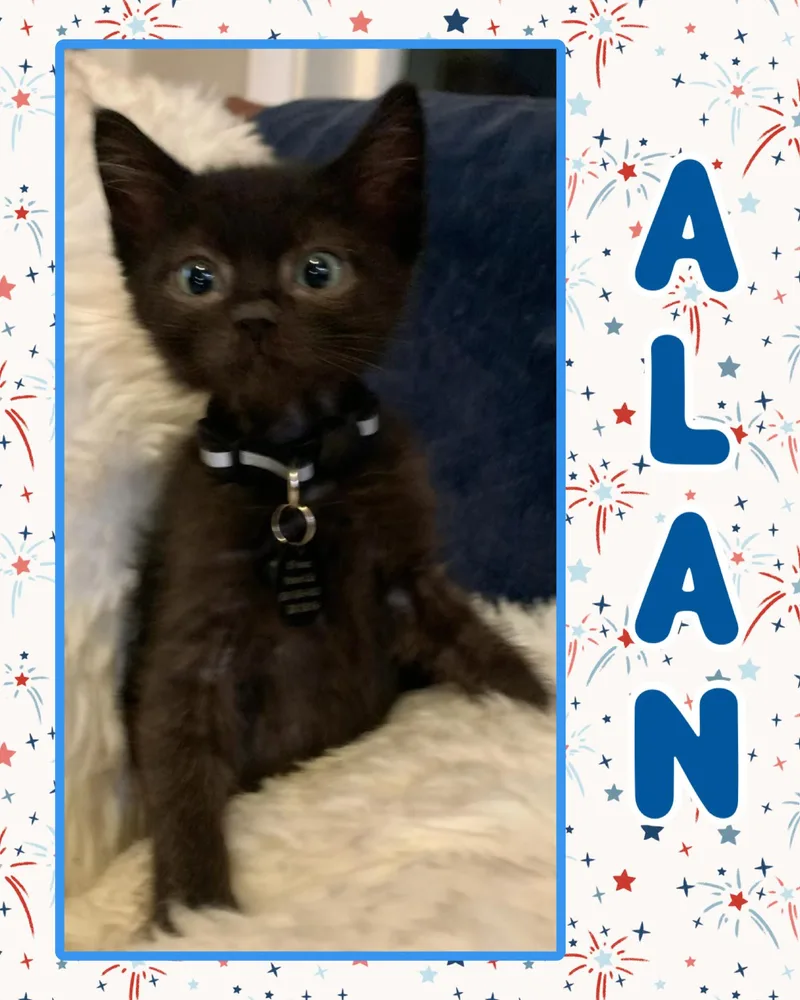 A baby medium-sized male Black Domestic Short Hair cat named Alan for adoption in Pasco, WA