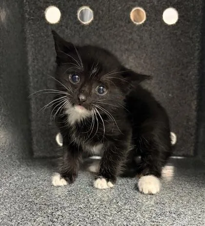 A baby small-sized female Domestic Short Hair cat named Miss Boots for adoption in Gastonia, NC