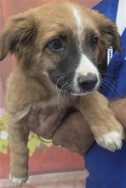 A baby small-sized male Australian Cattle Dog / Blue Heeler dog named Brownie for adoption in San Bernardino, CA