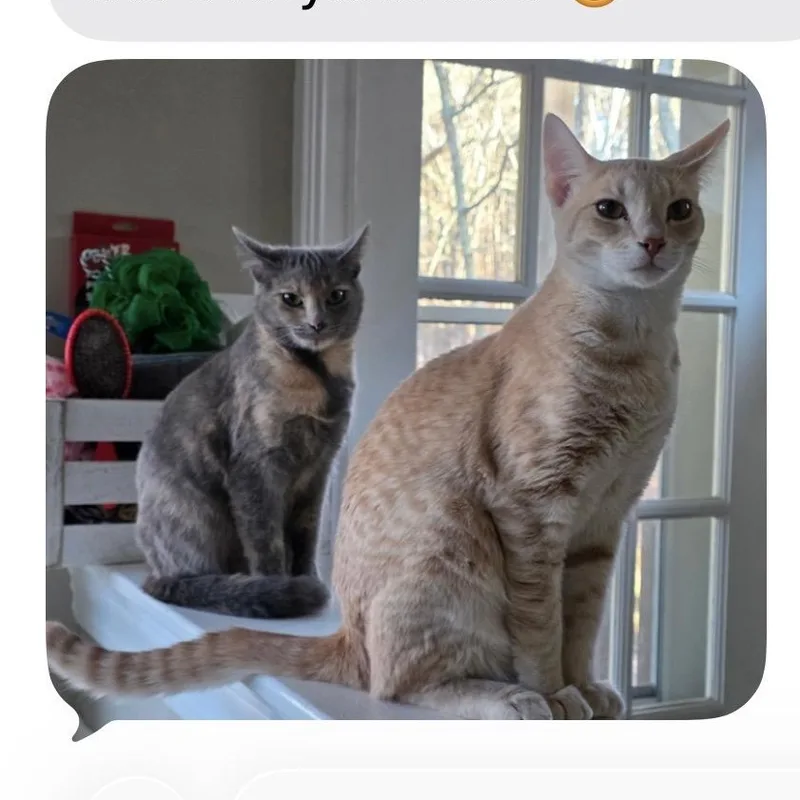 An adult medium-sized male Buff & White Tabby cat named Ranger for adoption in Woodstock, GA