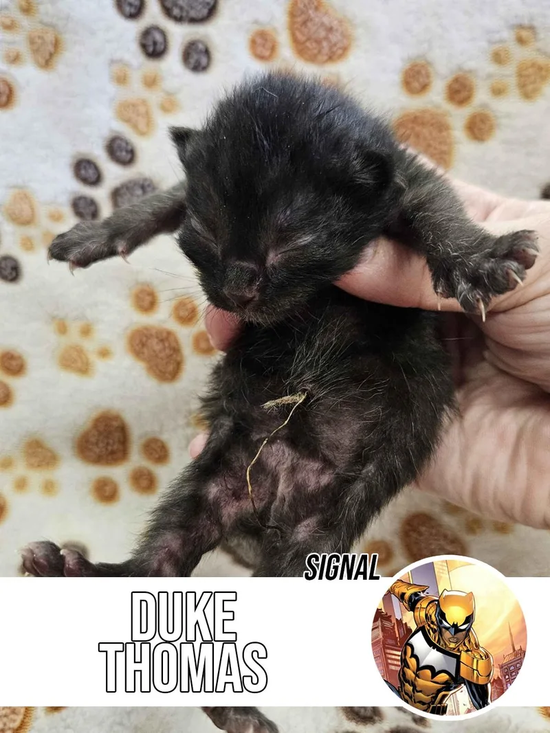 A young small-sized male Black Domestic Short Hair cat named Duke Thomas for adoption in Rancho Santa Margarita, CA