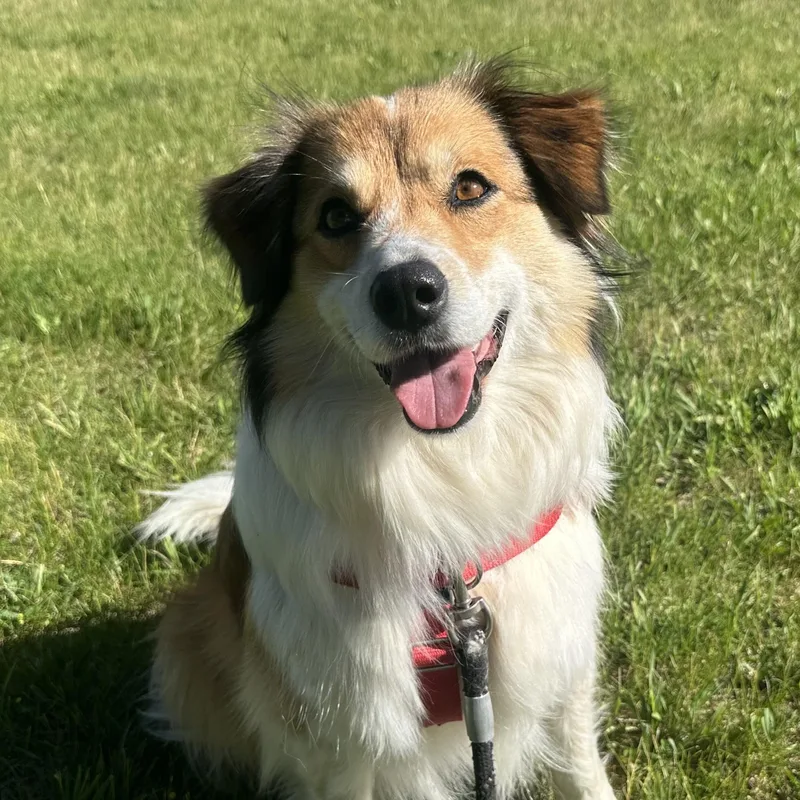 Mollie