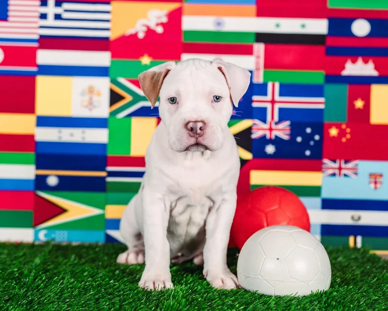 A baby large-sized male American Bulldog dog named Messi for adoption in Avon, CT