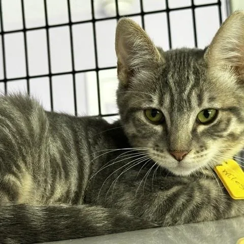 A baby medium-sized male Tabby (Gray / Blue / Silver) Tabby cat named Miles Sweet but for adoption in Hoquiam, WA