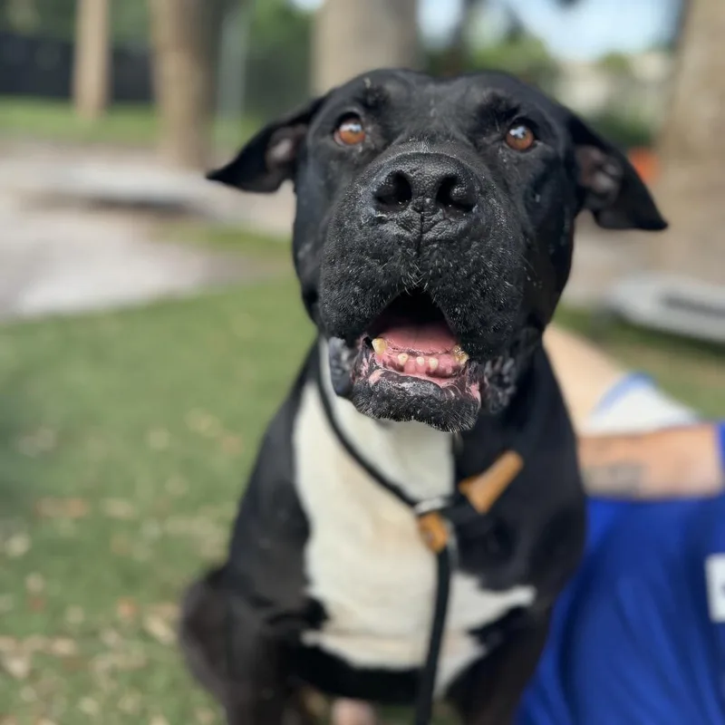 An adult large-sized male Black English Bulldog dog named Carrot Cake for adoption in Port Richey, FL