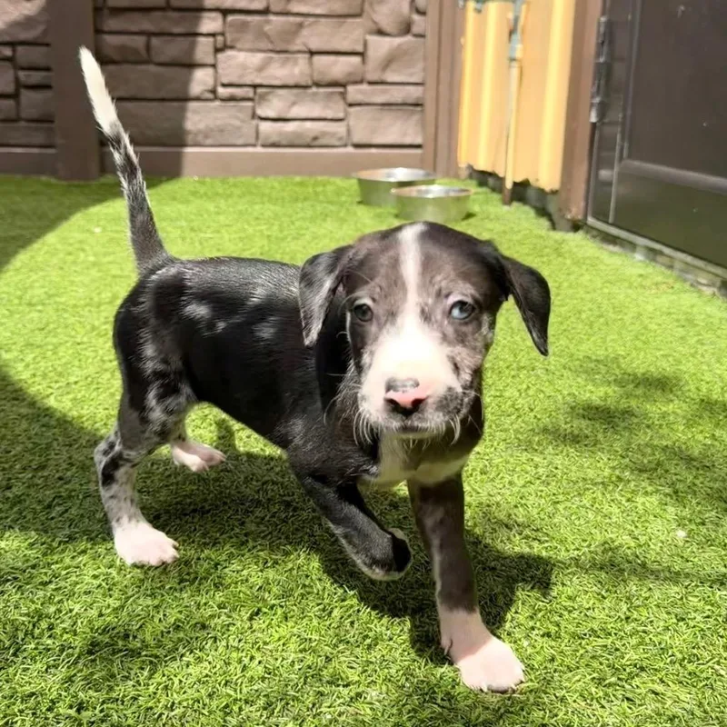 A baby medium-sized female Mixed Breed dog named Piper for adoption in LOXAHATCHEE, FL