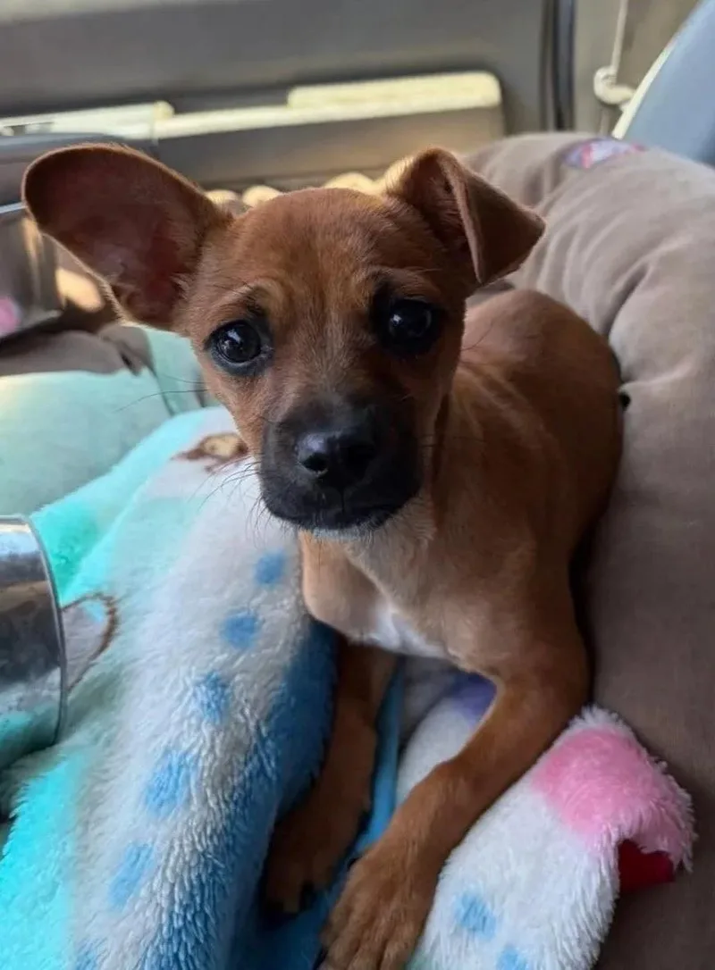 A baby small-sized female Chihuahua dog named Pixie for adoption in Oakland, CA