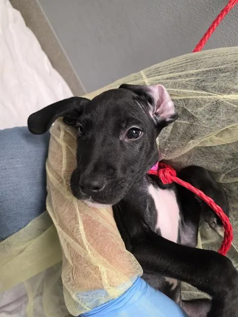 A baby small-sized female Mastiff dog named Taffy for adoption in Las Vegas, NV
