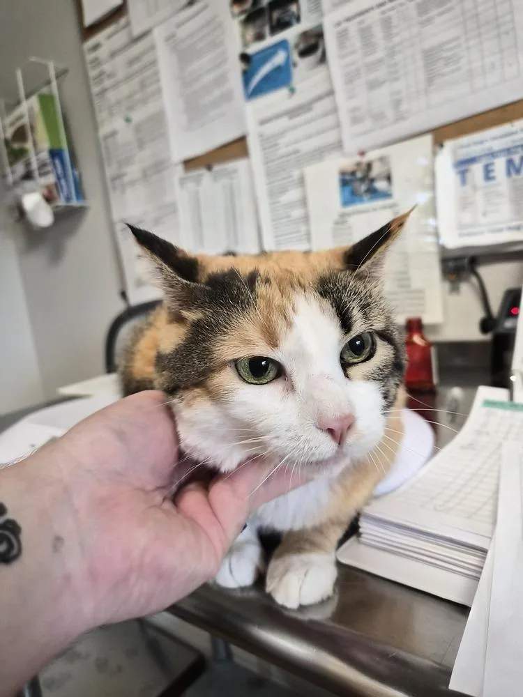 An adult small-sized male Domestic Short Hair cat named Sassie for adoption in Bolivar, MO