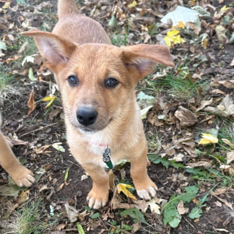 A baby small-sized male Yellow / Tan / Blond / Fawn Mixed Breed dog named Dinner Roll for adoption in Buffalo, MN