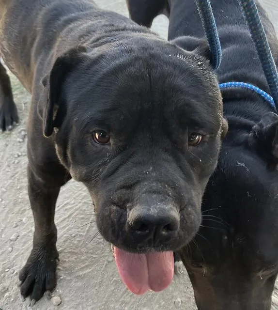 An adult large-sized male Mixed Breed dog named David for adoption in Dallas, TX