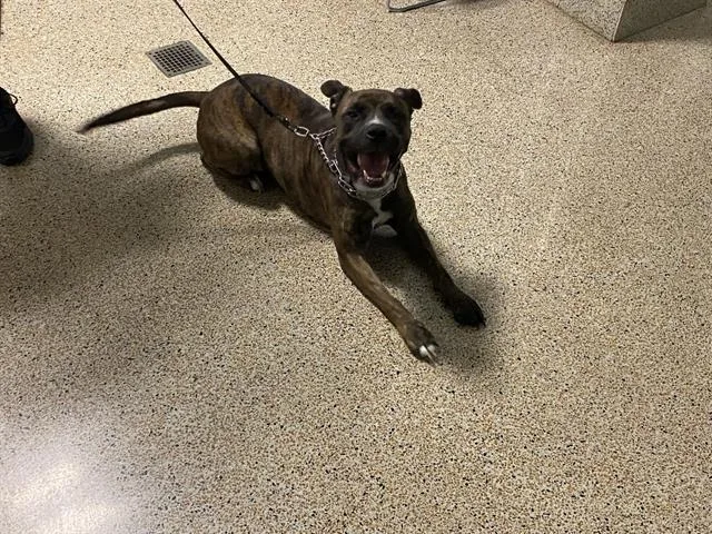 An adult large-sized male American Bulldog dog named Bruce for adoption in Miami, FL