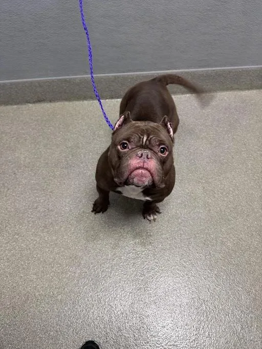 An adult medium-sized male Pit Bull Terrier dog named Tanner for adoption in Las Vegas, NV