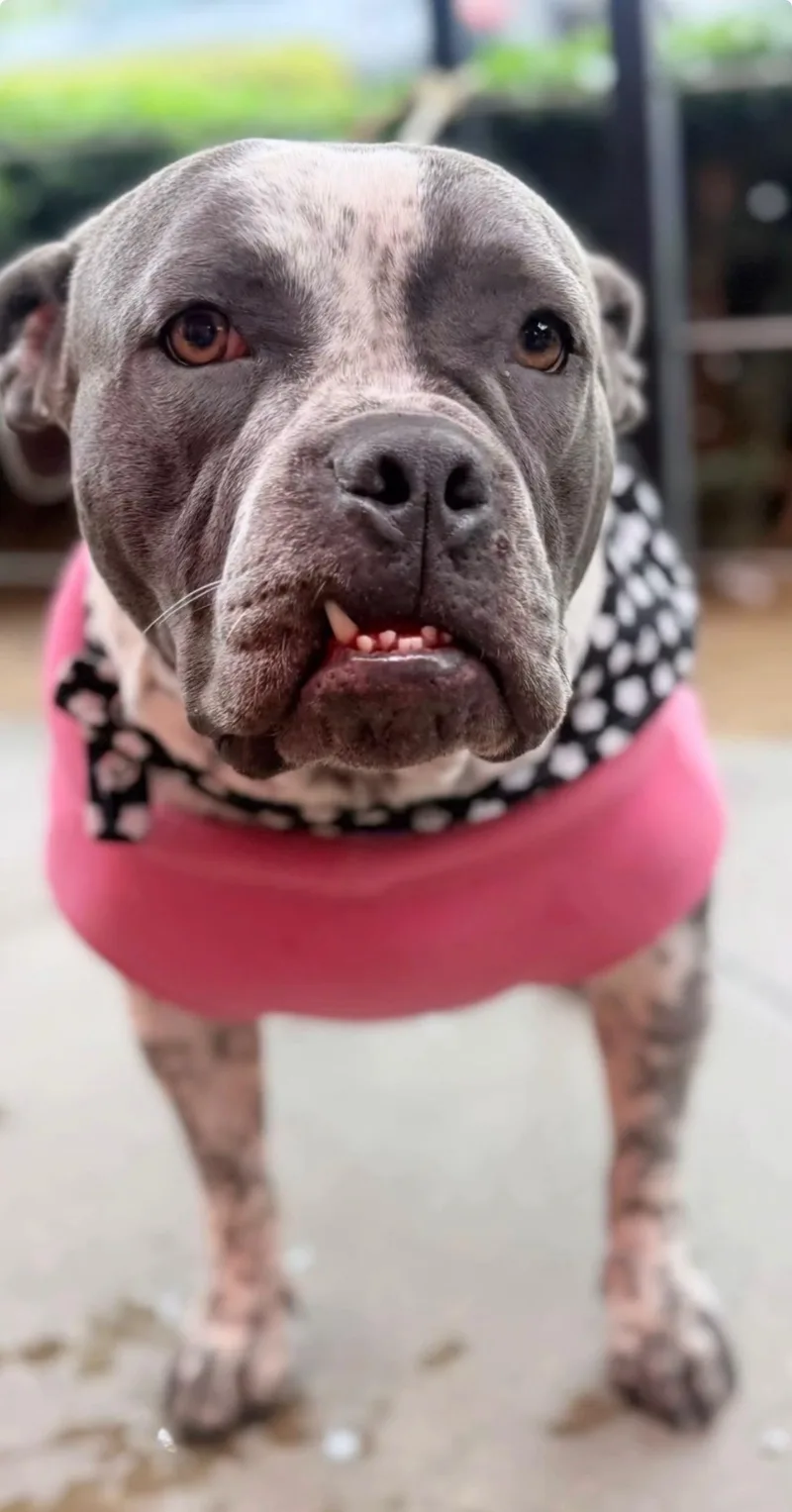 An adult medium-sized female Gray / Blue / Silver American Staffordshire Terrier dog named Bella for adoption in Riverside, CA