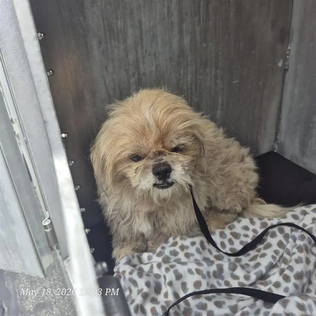 An adult small-sized male Maltese dog named Goober for adoption in San Antonio, TX