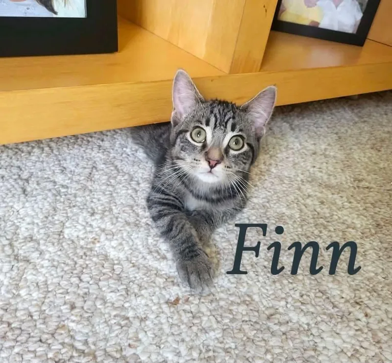 Finn