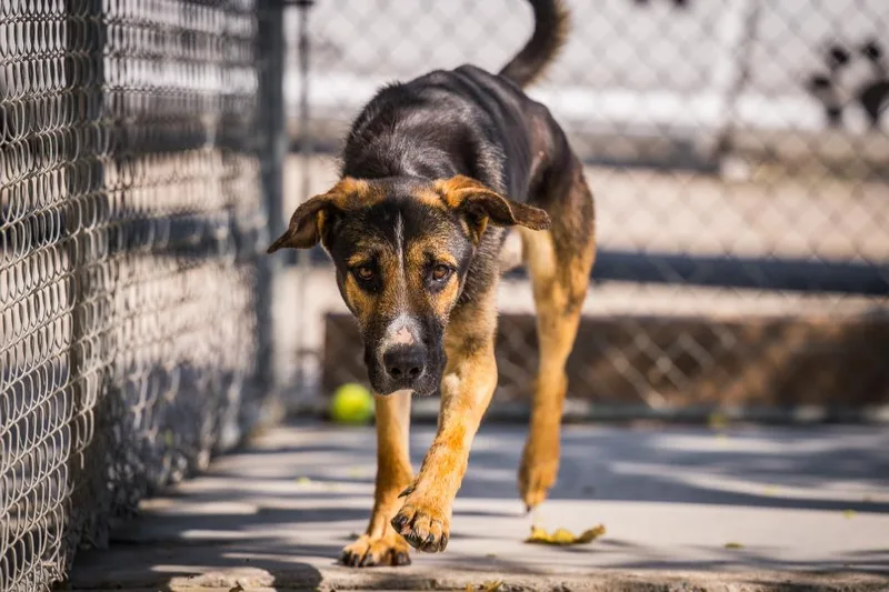 A young large-sized male Shepherd dog named Geo for adoption in Twentynine Palms, CA