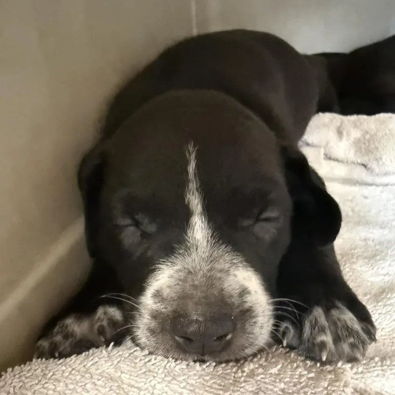 A baby small-sized female Black Pit Bull Terrier dog named Beech for adoption in East Saint Louis, IL