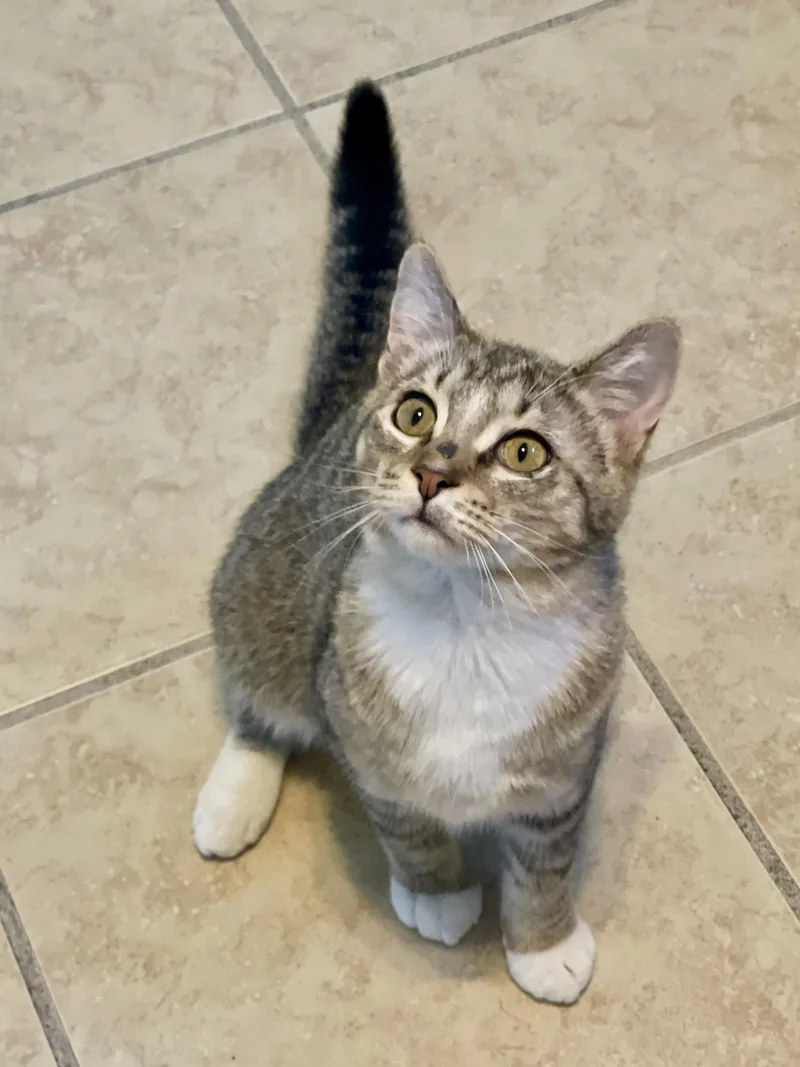 A baby medium-sized male Tabby (Brown / Chocolate) Domestic Short Hair cat named Newt for adoption in Lacon, IL