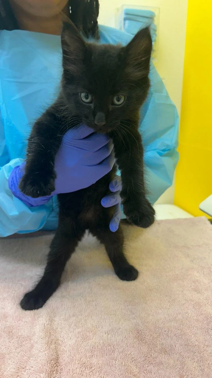 A baby small-sized male Domestic Short Hair cat named Ghibli for adoption in Raleigh, NC