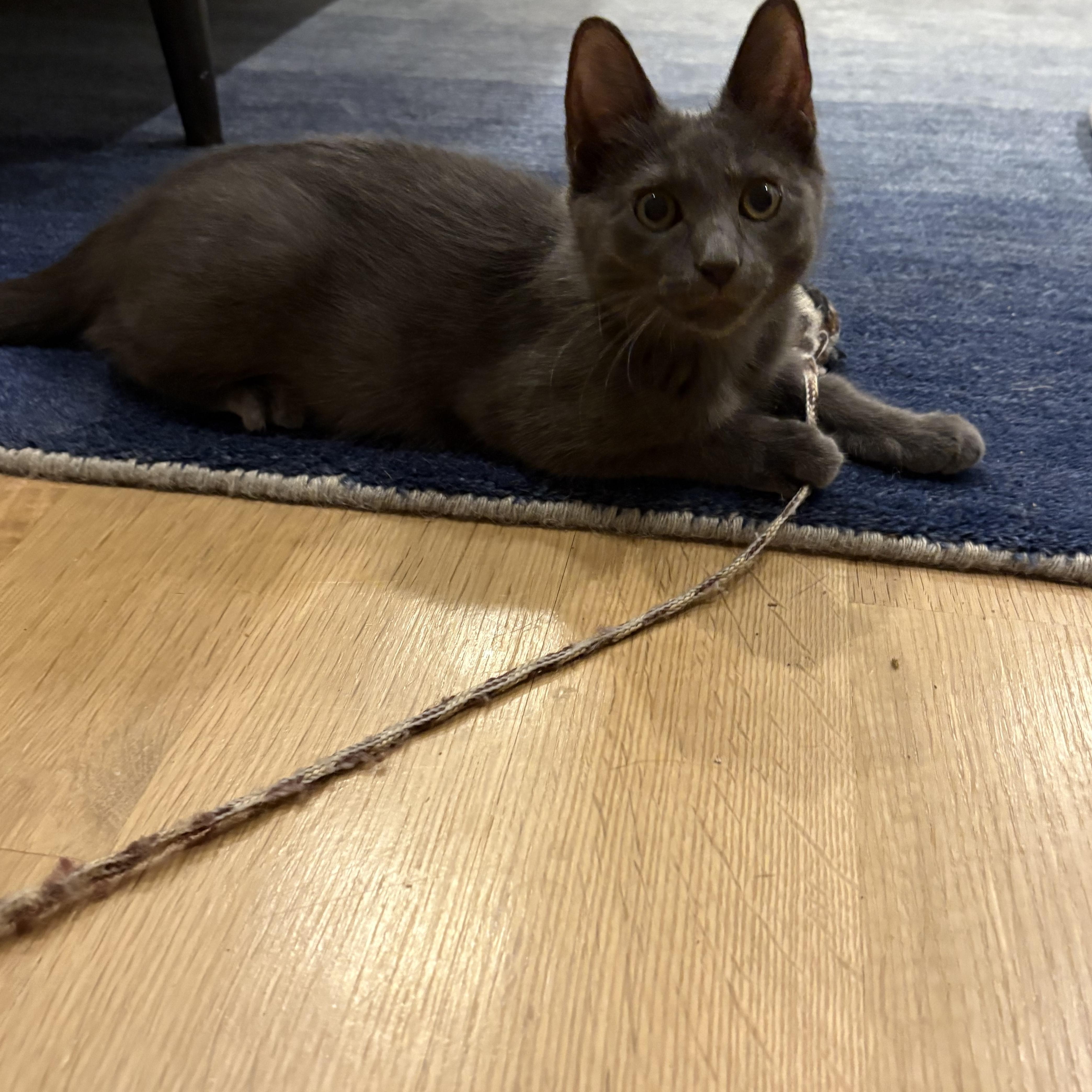 A baby medium-sized male Tabby (Gray / Blue / Silver) Domestic Short Hair cat named Rivington and Delancey for adoption in Brooklyn, NY