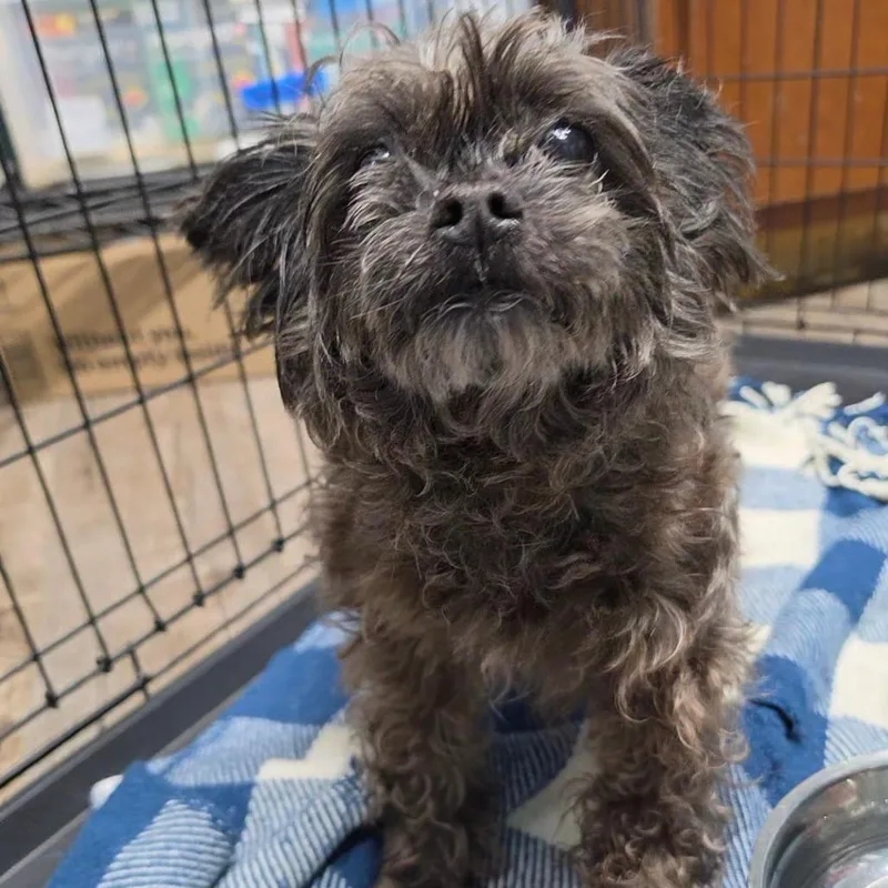 An adult small-sized male Gray / Blue / Silver Mixed Breed dog named Donald for adoption in Jefferson city, TN