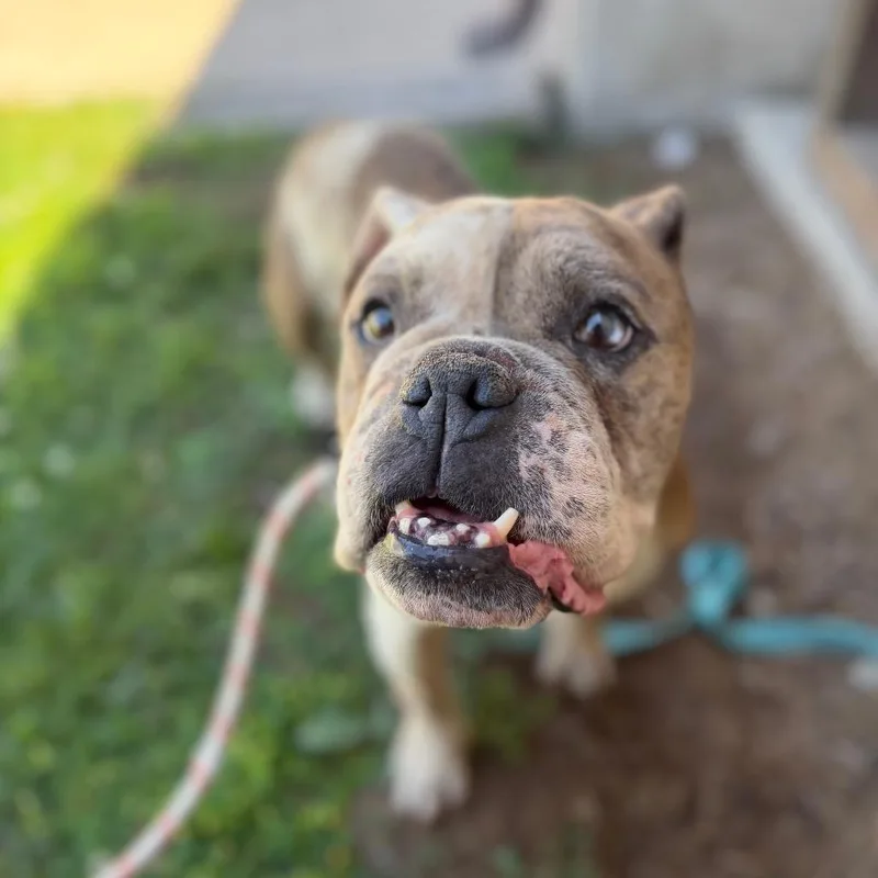 An adult medium-sized female Yellow / Tan / Blond / Fawn English Bulldog dog named "Bubbles" for adoption in Perkiomenville, PA