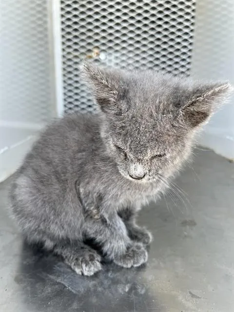 A baby small-sized male Domestic Long Hair cat named A for adoption in Bakersfield, CA