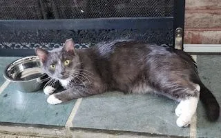 An adult medium-sized male Gray & White Domestic Medium Hair cat named Ziti for adoption in Bellmawr, NJ