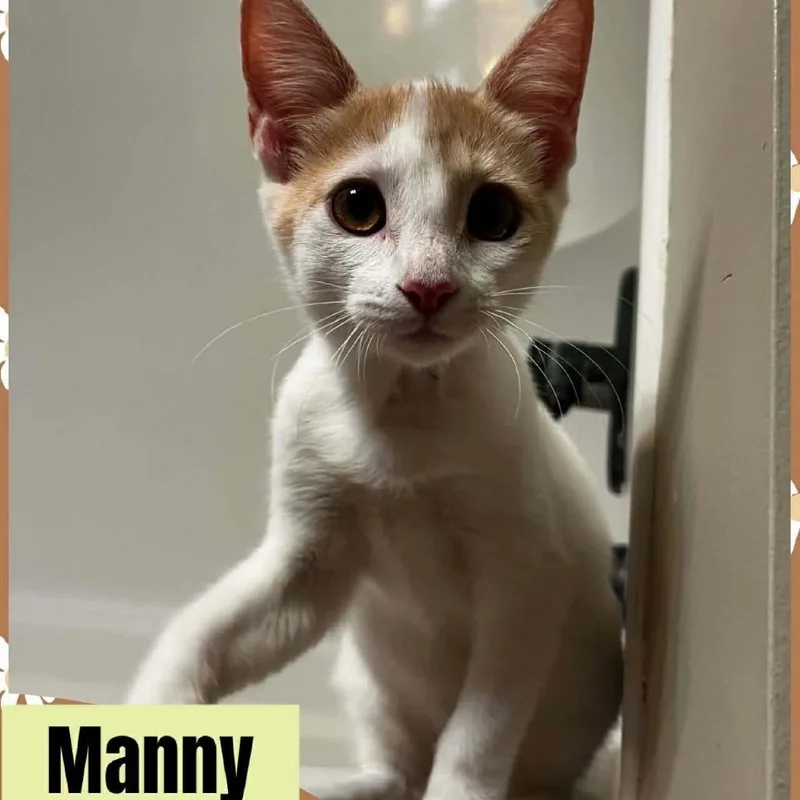 A young small-sized male White Domestic Short Hair cat named Manny for adoption in Gonzales, LA