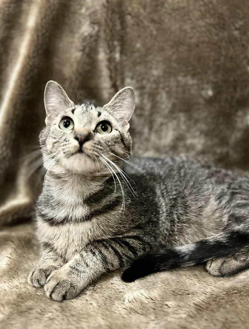 A baby medium-sized female Tabby (Gray / Blue / Silver) Domestic Short Hair cat named Leia for adoption in Alexandria, MN
