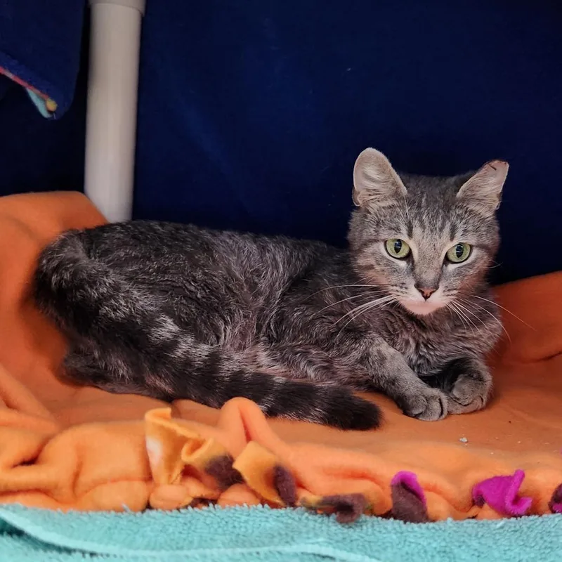 A young medium-sized female Gray / Blue / Silver Domestic Short Hair cat named Lacie for adoption in Grand Rapids, MI